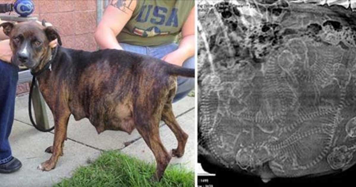 Hamile Köpek Yavrularını Dünyaya Getirmek İstemiyordu – Sahipleri Ultrasona Bakınca Çok Şaşırdı