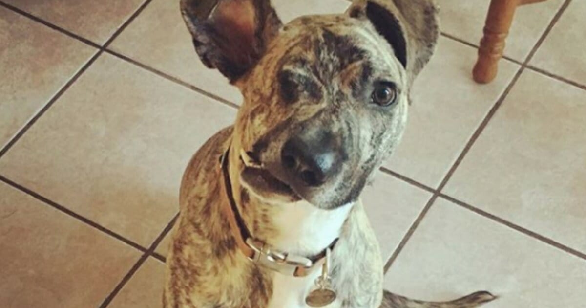 Hasta Köpeğin Uyutulması Kararlaştırıldı – Bir Gecede Hayatı Böyle Değişti