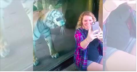 Kaplan Hamile Kadının Karnını Görünce Bakın Ne Yaptı