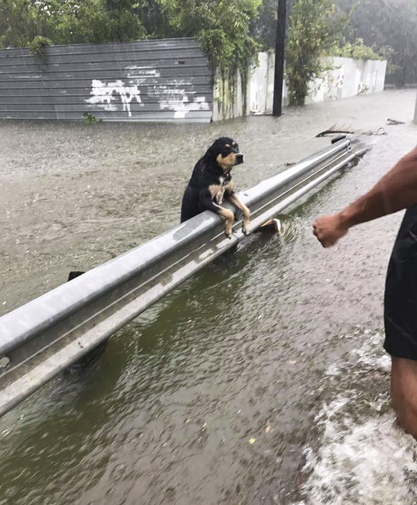 Kasırganın Ortasında Tek Başına Bırakılan Köpeğin Fotoğrafı Görenleri Hüzünlendirdi