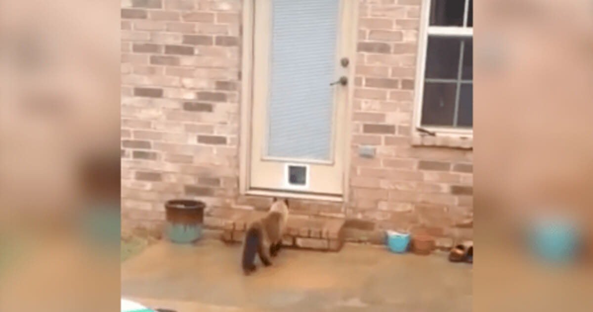 Kedisine Saatlerce Uğraşıp Kapı Yaptı – Kedinin Tepkisi Milyonları Güldürdü