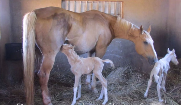 Kocaman Karınlı At Doğum Yaptı – Doğumdan Saniyeler Sonra Sahibi Yardım İstedi