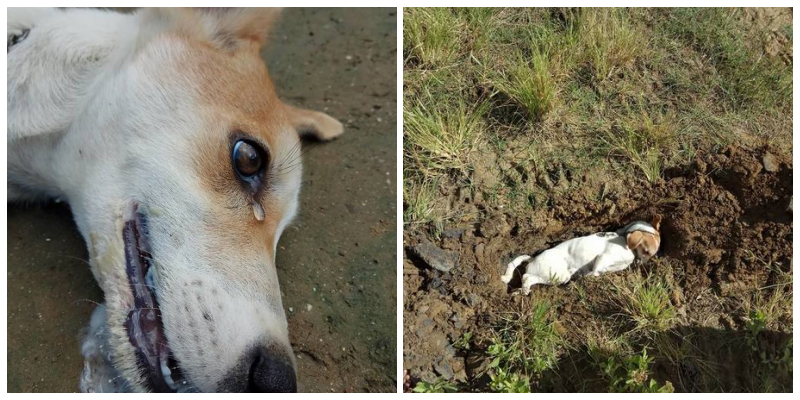 Köpeği Bütün Gece Havladı – Ertesi Gün Bahçeye Çıkınca Şok Manzarayla Karşılaştı