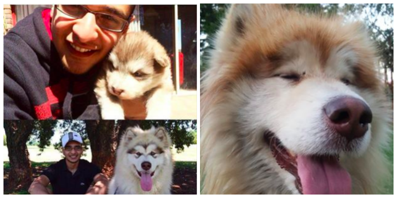 Küçük Diye Bir Yavru Köpek Sahiplendiler – Aylar Sonra Köpek Bakın Ne Hale Geldi