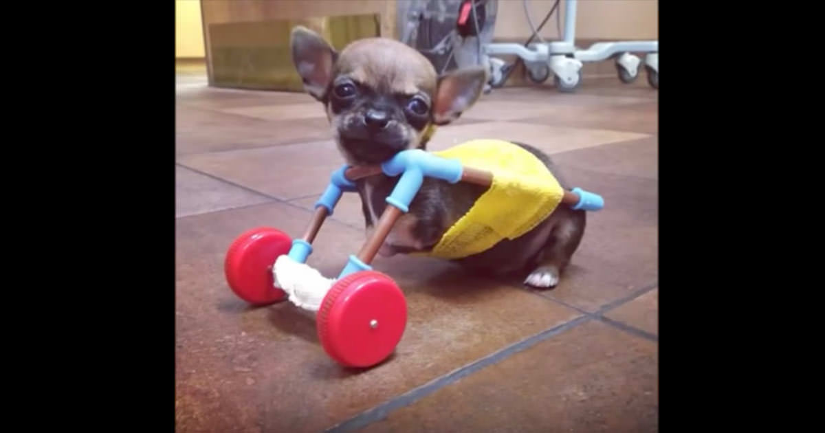 Köpeğin Hayatını Kaybedeceği Düşünülüyordu – Veteriner Hayatını Böyle Kurtardı