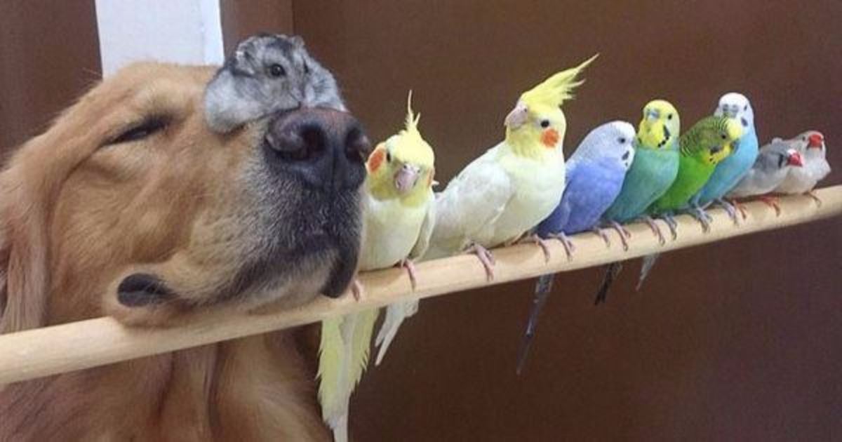 Köpeğin Kimlerle Arkadaşlık Ettiğini Görünce İnanamayacaksınız