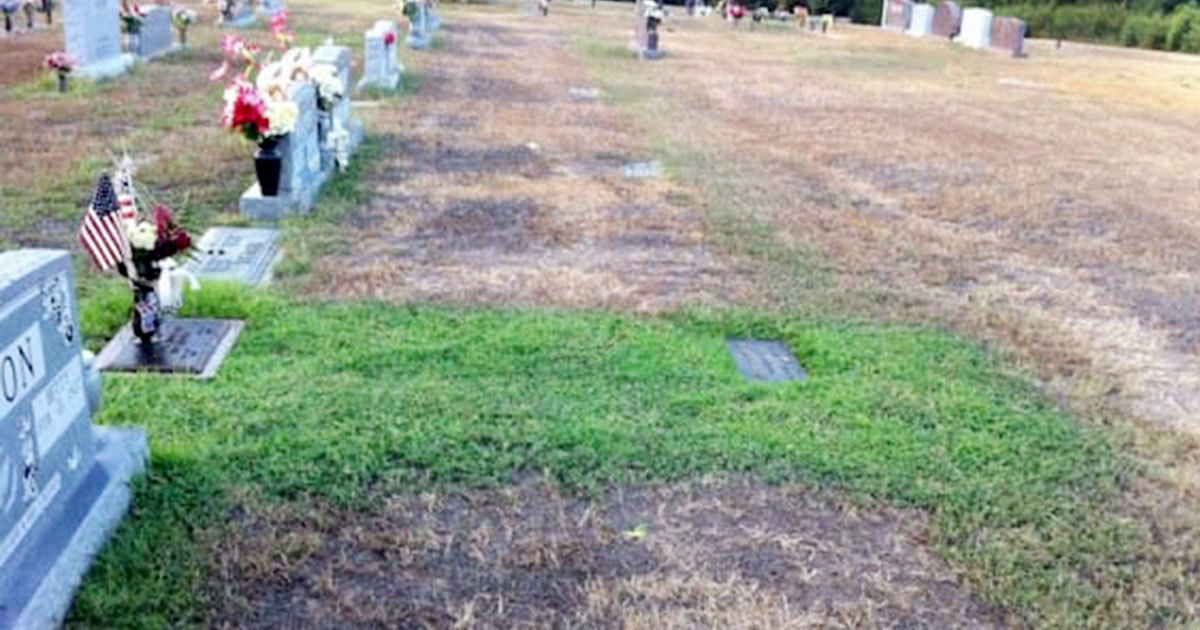 Oğlunun Mezarının Üstü Yemyeşildi – Nedenini Anlayınca Gözyaşların Boğuldu