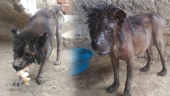 Ölmek üzereyken buldu… Şimdiki haline kimse inanamıyor