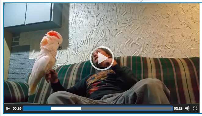 Sahibi Kendisini Sevip Sevmediğini Sordu – Papağanın Verdiği Cevabı Duyunca Kahkaha Atacaksınız