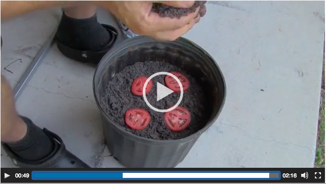 Saksının İçine Dört Dilim Domates Koydu. 10 Gün Sonra Ne Olduğuna İnanamayacaksınız!