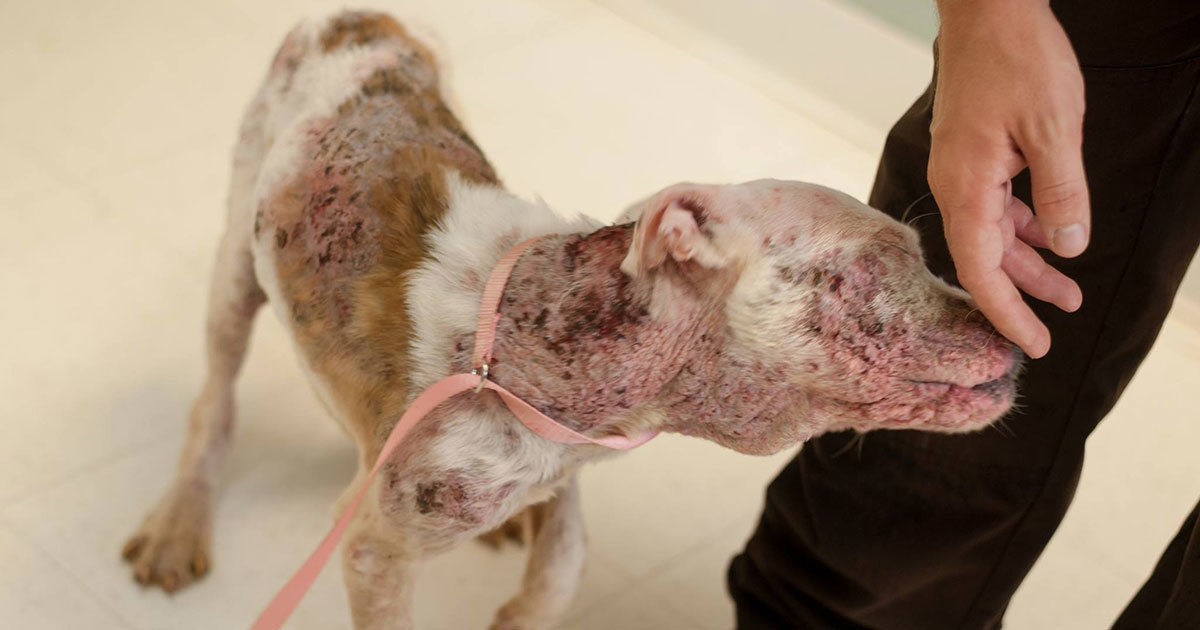 Sokaklardan Kurtarılan Köpek Minnettarlığını Göstermek İçin Kuyruğunu Öyle Salladı Ki Kuyruğu Kanadı