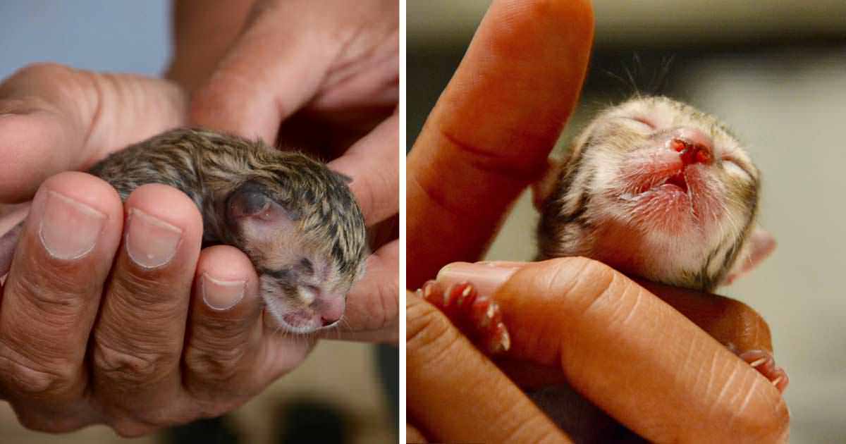 Sokakta Buldukları Yavru Kedinin Cinsini Öğrenince Şaşırdılar