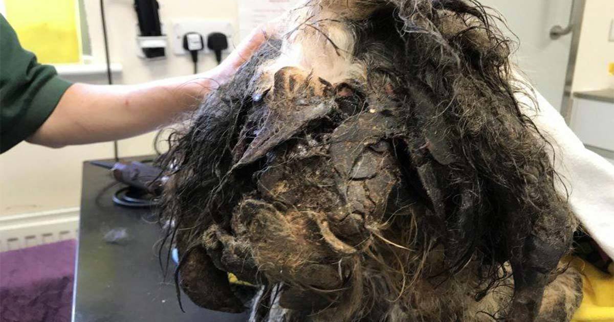 Sokakta Tüyleri Birbirine Karışmış Bir Canlı Gördü – Gerçeği Anlayınca Veterinere Koştu