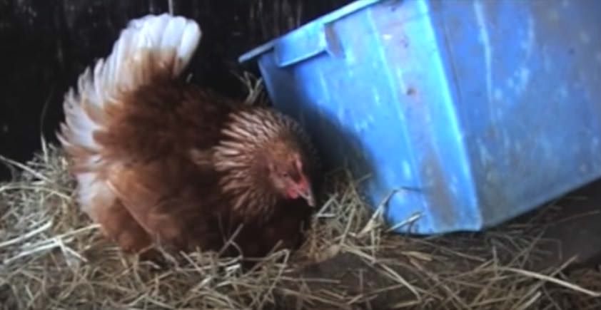 Tavuğun Kuluçkaya Yattığını Sandı – Hareket Edince Gerçekler Ortaya Çıktı