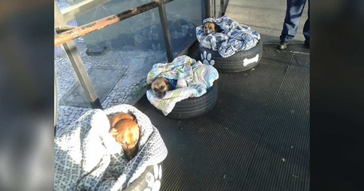 Terminal Üç Sokak Köpeğine Kapılarını Açtı – Bakın Yatakları Olduğunu Görünce Ne Yaptılar