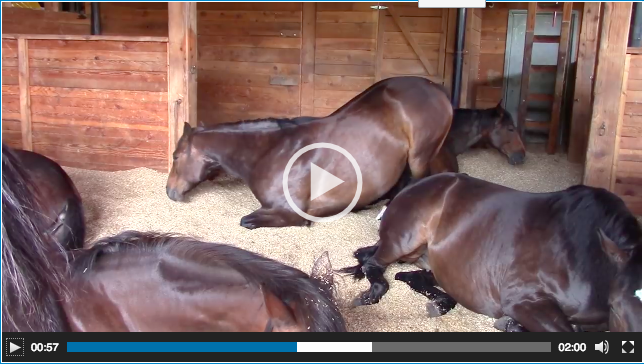 Tuhaf Sesler Gelen Ahırın Kapısını Açan Çiftçi Şok Oldu