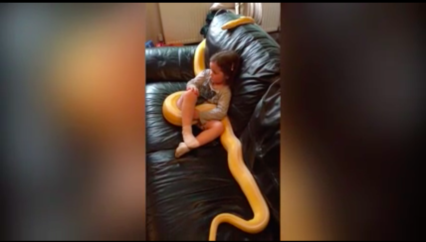 Yaşıtları oyuncak bebeğe sarılırken o dev pitona sarıldı ?