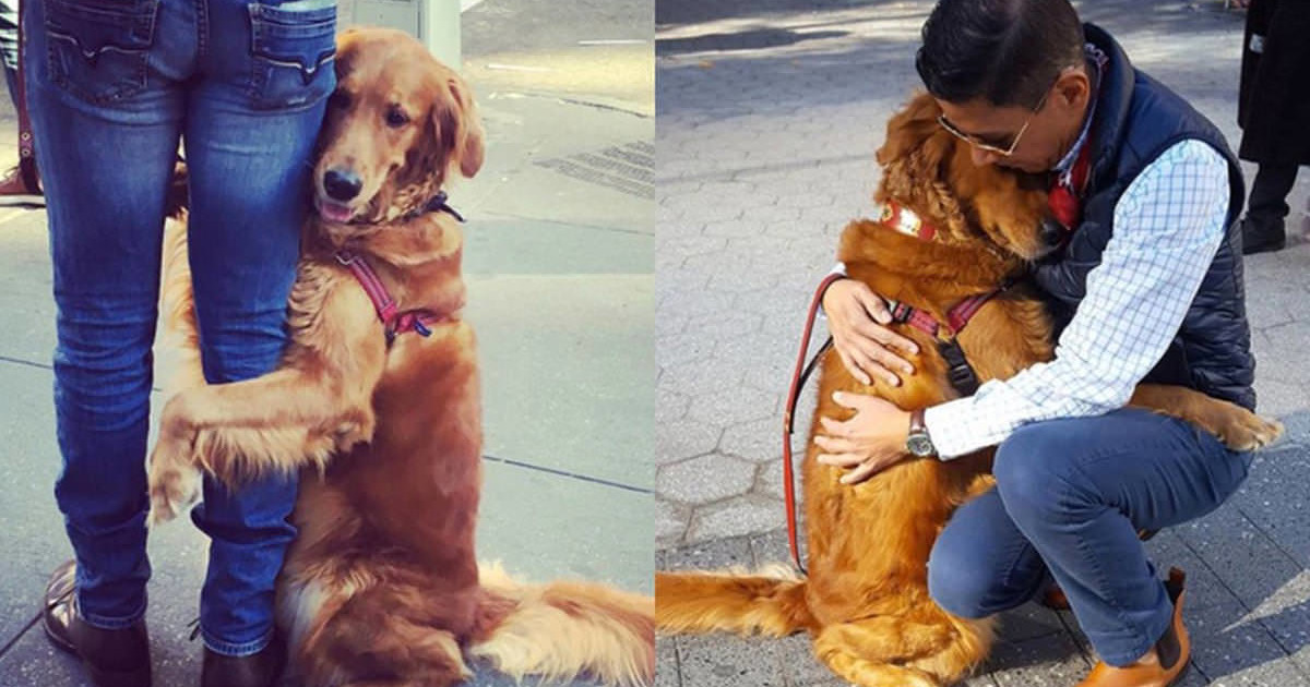 Yolda Gördüğü Yabancılara Sarılmadan Edemeyen Köpekle Tanışın