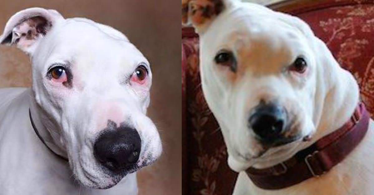 Yıllarca İşkence Gören Köpek 12 Yaşındaki Çocuğun Üstüne Gidip Bakın Ne Yaptı