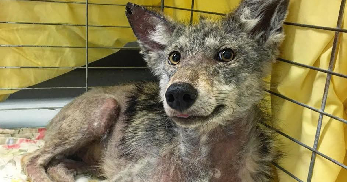 Zavallı Çakala Araba Çarptı – Hayvanseverler Çakalın Üstünde Bakın Ne Buldular