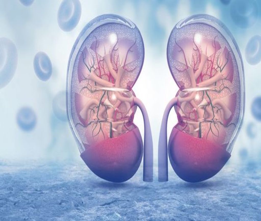 Bu 7 Alışkanlık Böbrekleri İflas Ettiriyor, Aman Dikkat