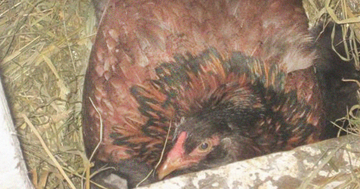 Tavuğun Kuluçkaya Yattığını Sandı – Hareket Edince Gerçekler Ortaya Çıktı