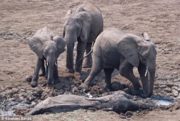 Çamura Saplanan Anne Ve Yavru Fili Çıkarmak İçin Canlarını Dişlerine Taktılar