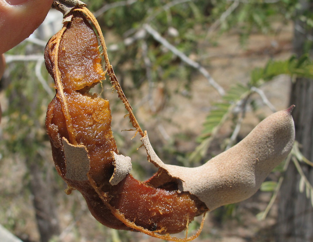 Şeker Hastalığı, Saç Dökülmesi, Kalp ve Eklem İltihabı Sorunlarına Mucizevi Meyve