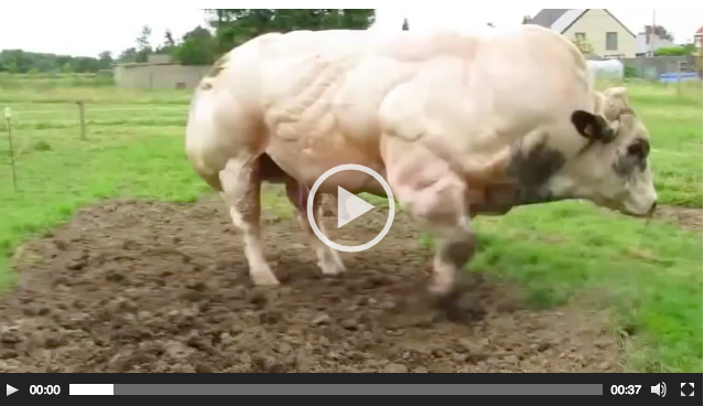 ‘Canavar Boğa’ Et Endüstrisinin Göz Bebeği – Bakın Yürümeye Kalkınca Ne Oluyor