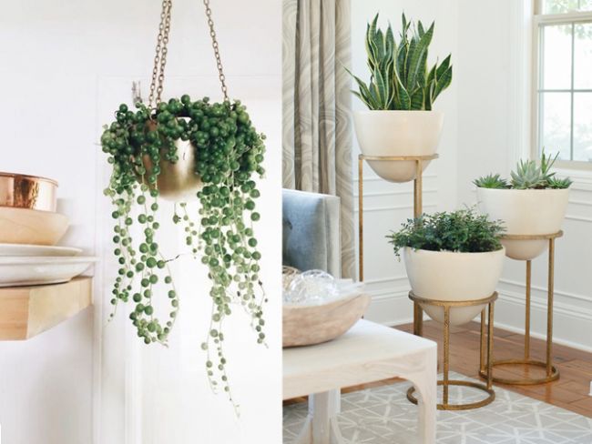 Evinizde Bitki Bulundurmanız İçin 7 Neden