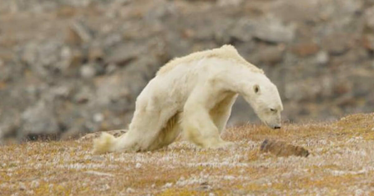 Ağlatan Görüntü: Açlıktan Ölen Kutup Ayısını İzleyince HEMEN Harekete Geçmezsek Çok Geç Olacağını Anlayacaksınız