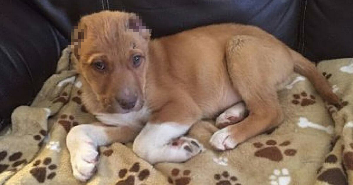 Bahçede 3 Aylık Yavru Köpek Buldular – Yakından Bakınca Gözlerine İnanamadılar