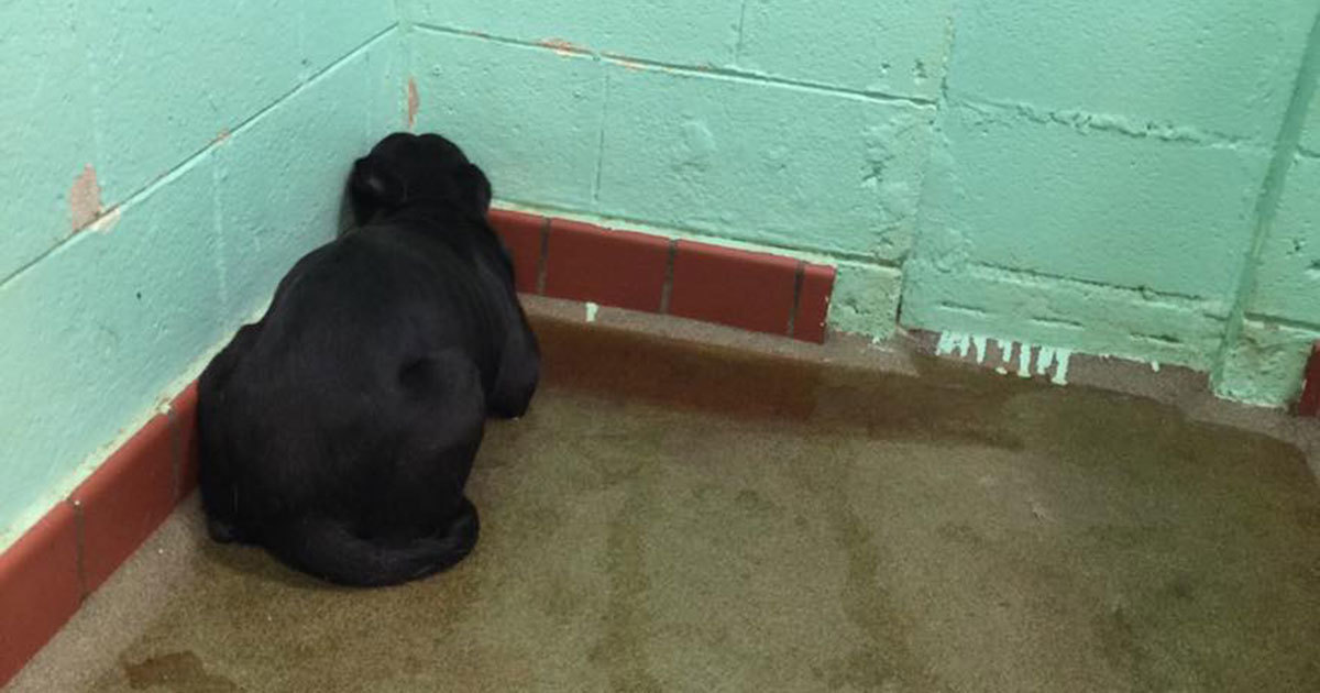 Duvara Sırtının Dönen Köpek Hayata Küsmüştü – Nedenini Öğrenince Çok Öfkeleneceksiniz