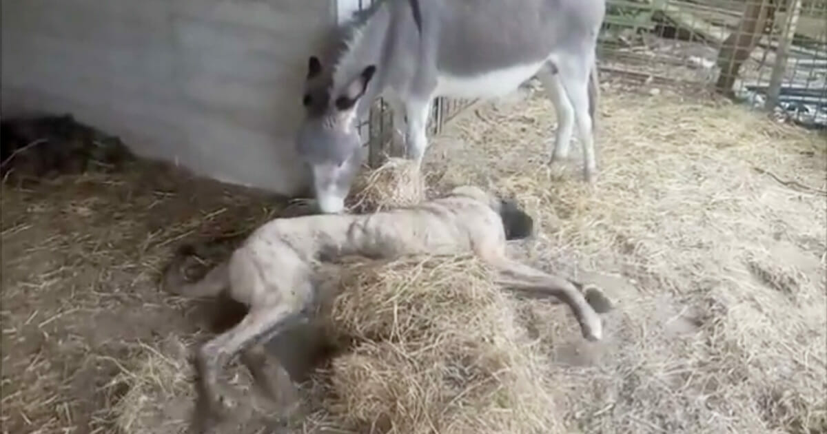 Hasta köpekle kimse oynamak istemiyordu – bunu gören eşek bakın ne yaptı =>>