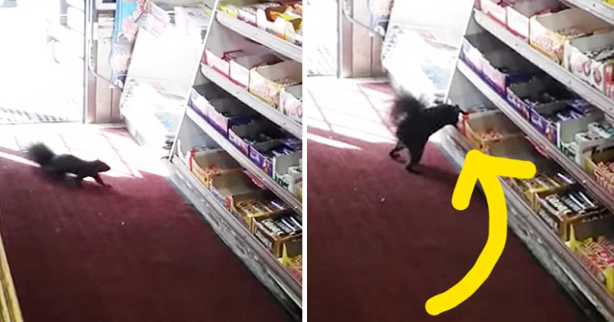 Her Gün Marketten Çikolata Aşıranların Kimliğini Öğrenince Öfkelerinin Yerini Kahkaha Aldı