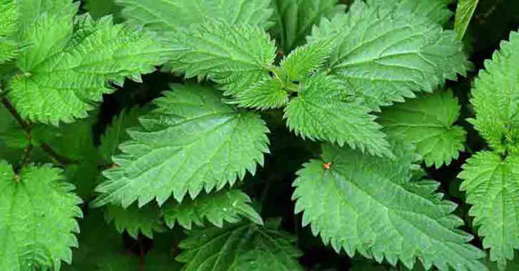 Isırgan Otunun Faydaları Nelerdir..? =>>>