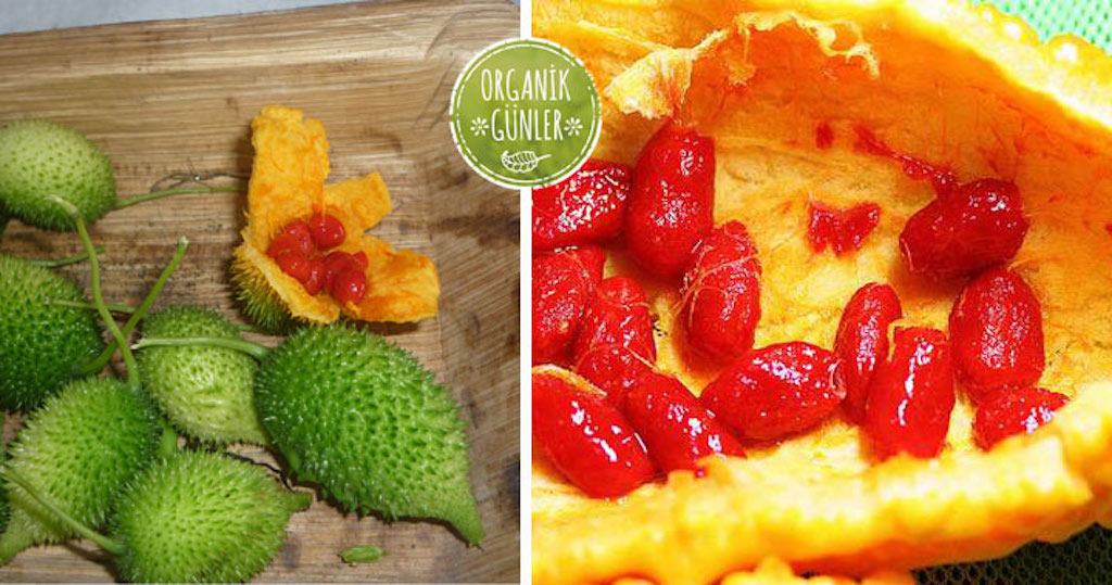 Kudretli Meyve Kudret Narı ve Kürleri =>>