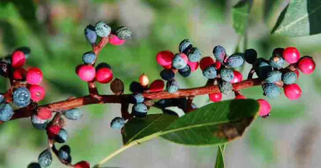 MENENGİÇ SAKIZ AĞACI Hakkında Bilgi.. =>>>