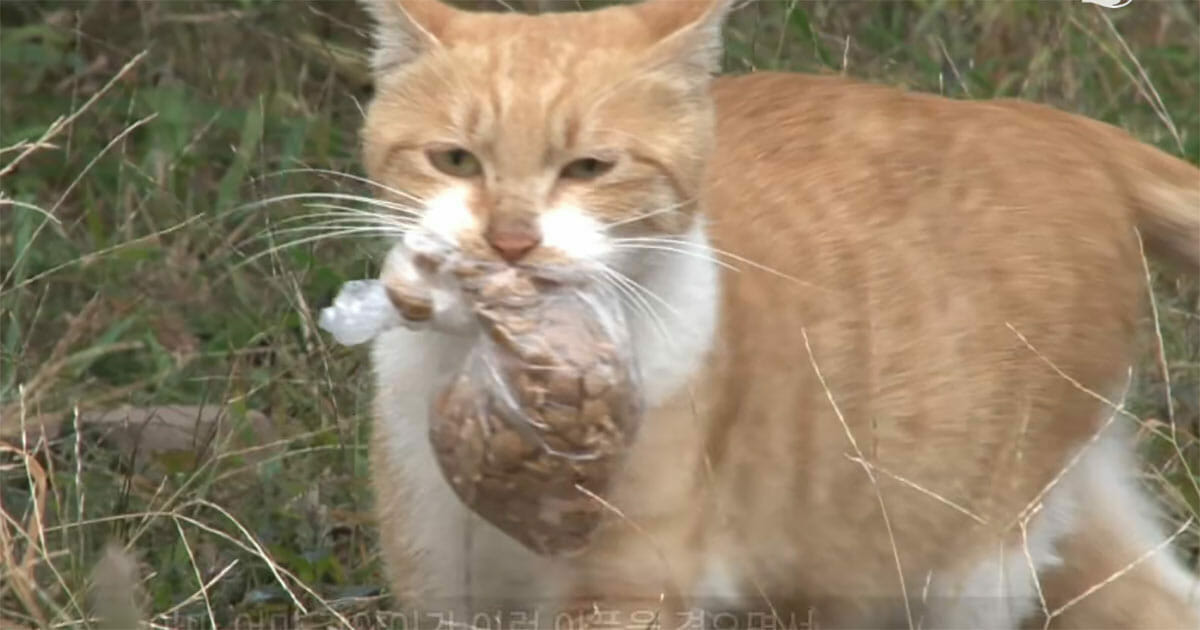 Sokak Kedisi Sadece Plastik Poşetten Yemek Yiyordu – Sırrı Ortaya Çıkınca Onu Besleyen Kadın Duygulandı