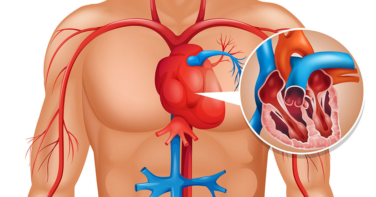 Vücudunuz Kalp Krizini 1 Ay Önceden Haber Veriyor – İşte Dikkat Etmeniz Gereken 6 Belirti