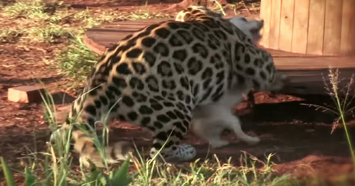 Yavru Köpek Saldırgan Jaguarın Yanına Gitti – Ardından Olanları Görenler Şok Oldu