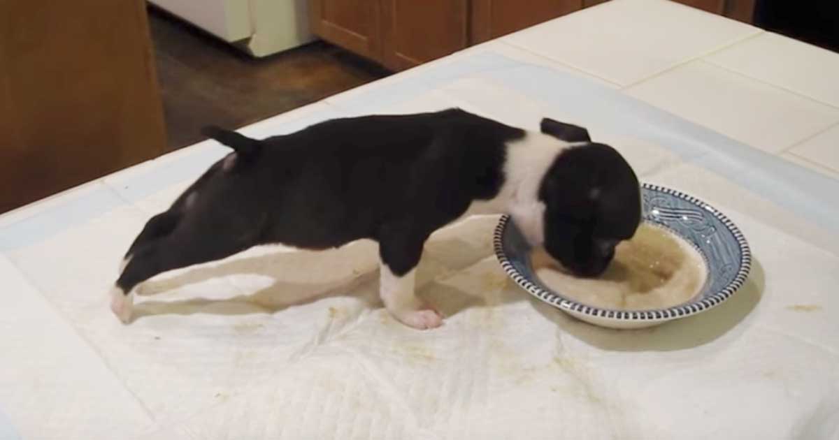 Yemek Yemeyi Yeni Öğrenen Köpeğin Görüntüleri İzleyenlere Kahkaha Attırıyor