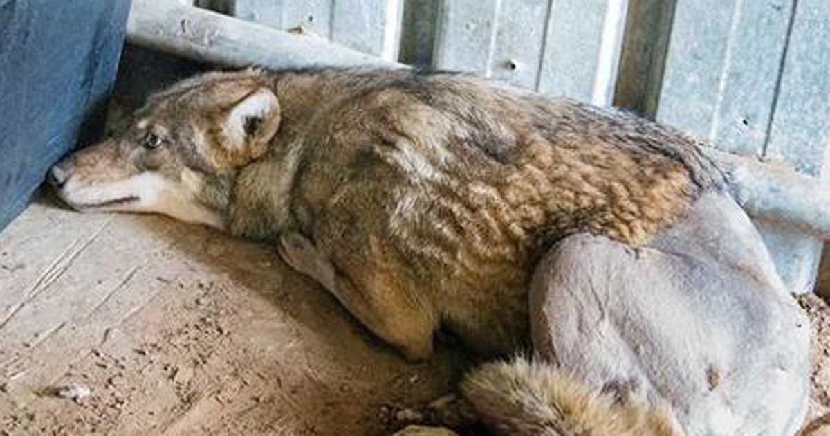 Yerde Ölü Bir Kurt Gördü – Yakınlaşıp Ayağına Bakınca Hemen Veterinere Koştu