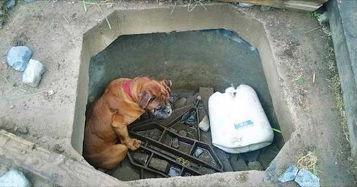 Çukurun İçine Ölüme Terkedilen Köpeği 6 Yaşındaki Kız Çocuğu Böyle Kurtardı