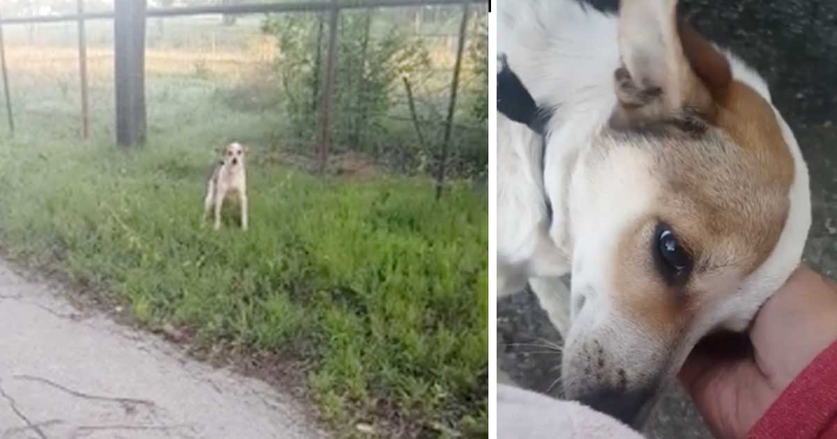 Ölüme Terkedilen Köpek Kurtarıcısını Öpmeye Doyamadı