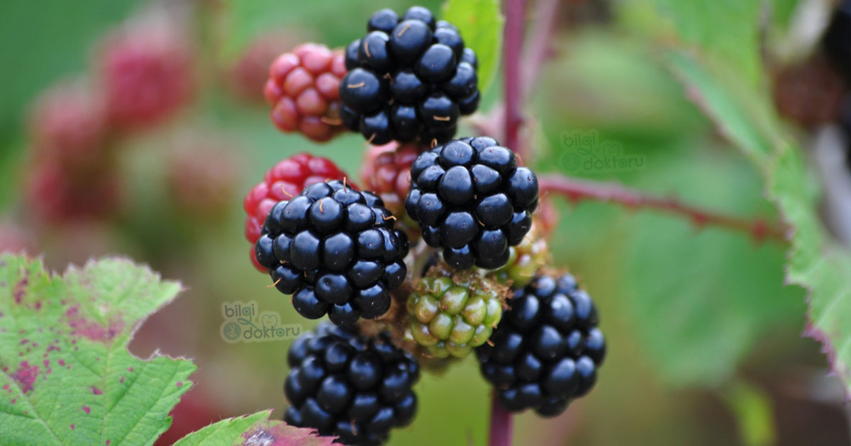 Böğürtlen Nedir, Faydaları Nelerdir?