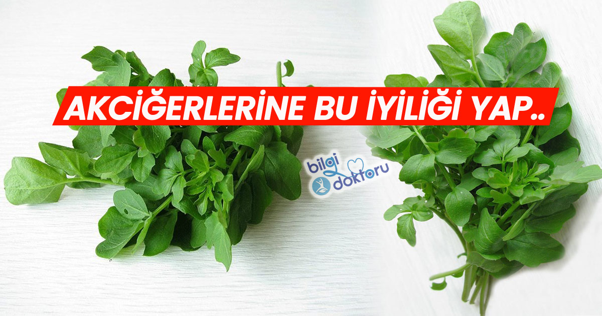 Tere Otu Faydaları Hakkında