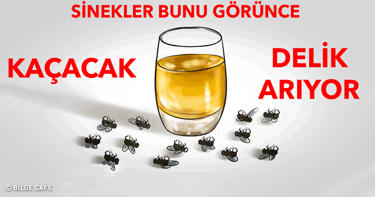 Sinek Böcek Kovan Bitkiler