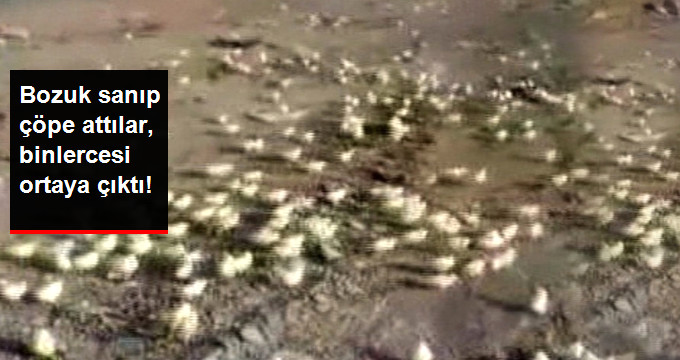 Çöpe Atılan Yumurtalardan Binlerce Civciv Çıktı