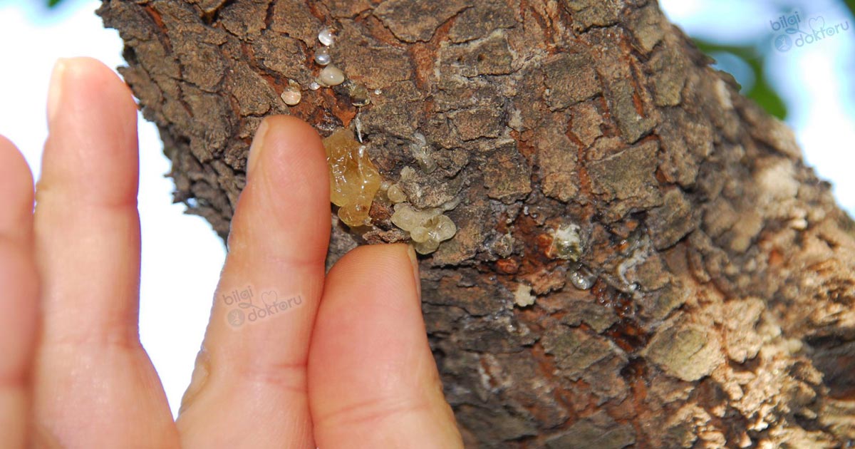 Damla Sakızı Nedir, Faydaları Nelerdir?